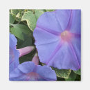 Search for morning glory magnets Floral