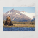 Search for steves postcards Alaska