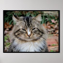 Search for maine coon cat art Pet