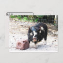 Search for piggies postcards Farm