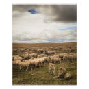 Search for sheeps posters Lion