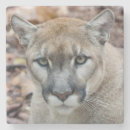 Search for mountain lion coasters Puma concolor