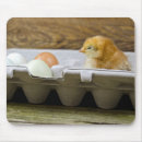 Search for carton electronics Egg