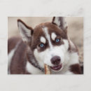 Search for husky puppy postcards Snow dog