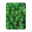Search for moss magnets Plant