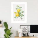 Search for yellow rose art Botanical