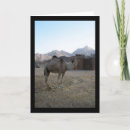 Search for camel desert cards Nature