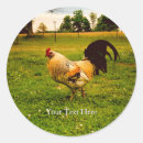 Search for farm life stickers Chicken