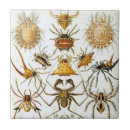 Search for halloween” home accents Spiders