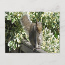 Search for cute squirrel pictures postcards Wildlife