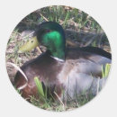 Search for mallard ducks stickers Wildlife