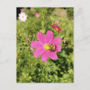 Search for vivid postcards Floral