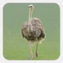 Search for ostrich labels Birds