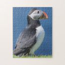 Search for puffin puzzles Atlantic