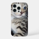 Search for playful kitten iphone cases Pet