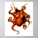 Search for cephalopod posters Vintage