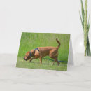 Search for tracking cards Dog