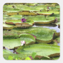 Search for amazons stickers Tropical