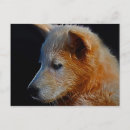 Search for cub postcards Lion