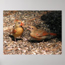Search for northern cardinal posters Animals