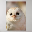 Search for barn owl posters Wild