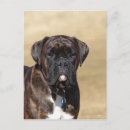 Search for brindle postcards Canine photographer