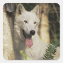 Search for arctic wolf stickers Animal
