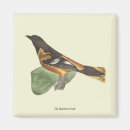 Search for oriole magnets Icterus galbula