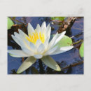Search for white lily postcards Pond