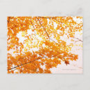 Search for fall scene postcards Forest