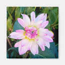 Search for pink flower magnets Photograph