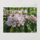 Search for mountain laurel flower postcards White