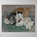 Search for kitty love posters Feline