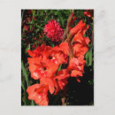 Search for gladiola postcards Red