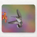 Search for ruby throated hummingbird mousepads Flight