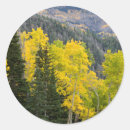 Search for aspen trees stickers Autumn