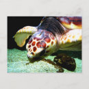 Search for sea turtle postcards Earth