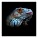 Search for iguanas posters Reptile