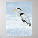 Search for great blue heron posters Watercolor