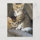 Search for sibling postcards Cat