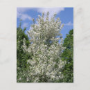 Search for apple blossoms postcards Apples