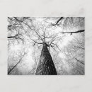 Search for autumn forest postcards Black