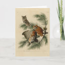 Search for screech owl cards Megascops asio
