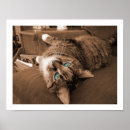 Search for vintage cat pictures posters Old