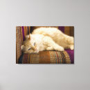 Search for cat lying down posters Horizontal