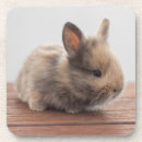 Search for spain coasters Young animal
