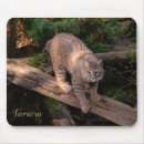 Search for wildcats electronics Nature