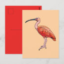 Search for ibis postcards Wildlife