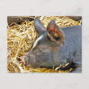 Search for cute pig postcards Animals