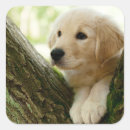 Search for peeking puppy stickers Labrador